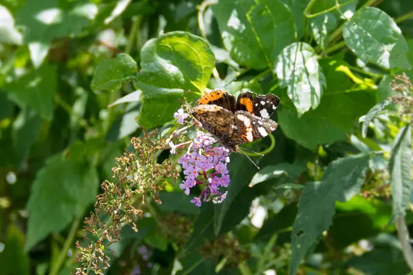 Kızıl Amiral Kelebeği (Vanessa Atalanta) İsviçre 'nin Zürih kentinde yaz leylağına tünemiştir.