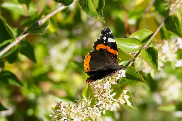 Red admiral butterfly (Vanessa Atalanta) perched on a white flower in Zurich, Switzerland