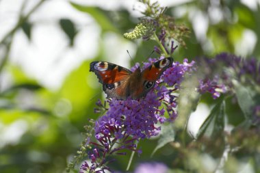 Avrupa tavus kuşu kelebeği (Aglais io) İsviçre 'nin Zürih kentinde yaz leylağına tünemiştir.
