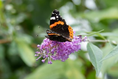 Kızıl Amiral Kelebeği (Vanessa Atalanta) İsviçre 'nin Zürih kentinde yaz leylağına tünemiştir.