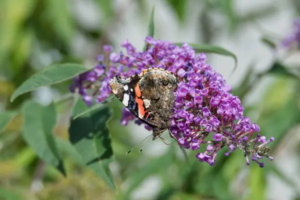 Kızıl Amiral Kelebeği (Vanessa Atalanta) İsviçre 'nin Zürih kentinde yaz leylağına tünemiştir.