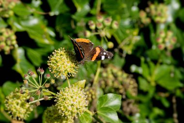 Kızıl Amiral Kelebeği (Vanessa Atalanta), İsviçre 'nin Zürih kentindeki çalılıklara (hedera helix) tünemiştir.