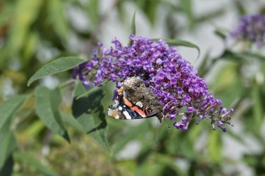 Kızıl Amiral Kelebeği (Vanessa Atalanta) İsviçre 'nin Zürih kentinde yaz leylağına tünemiştir.