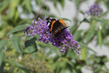 Kızıl Amiral Kelebeği (Vanessa Atalanta) İsviçre 'nin Zürih kentinde yaz leylağına tünemiştir.