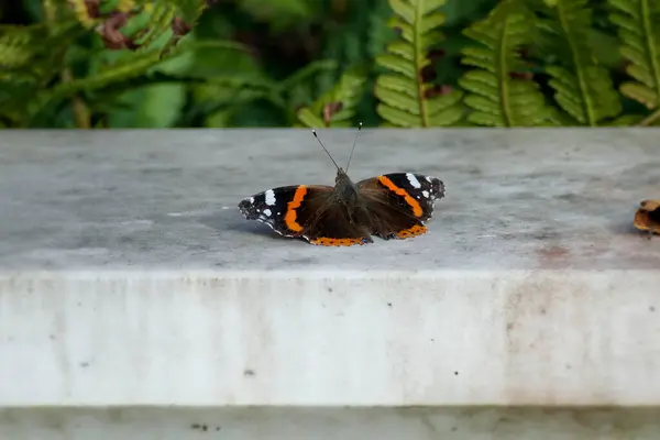 İsviçre 'nin Zürih kentinde taşın üzerinde oturan Kızıl Amiral Kelebeği (Vanessa Atalanta)