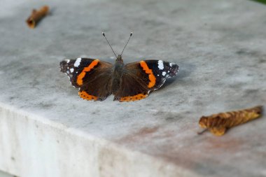 İsviçre 'nin Zürih kentinde taşın üzerinde oturan Kızıl Amiral Kelebeği (Vanessa Atalanta)