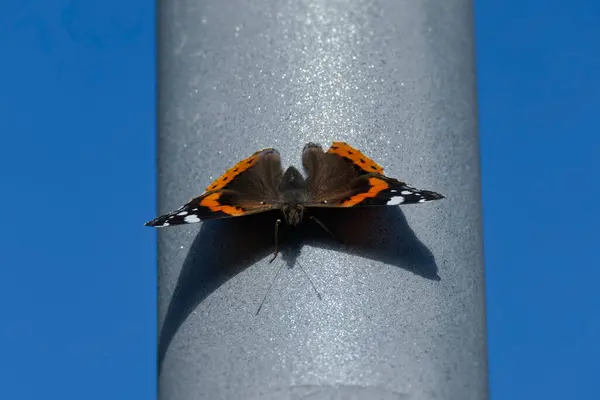 Kızıl Amiral Kelebek (Vanessa Atalanta) İsviçre 'nin Zürih kentinde gri bir lamba direğinde oturuyor.