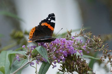 Kızıl Amiral Kelebeği (Vanessa Atalanta) İsviçre 'nin Zürih kentinde yaz leylağına tünemiştir.