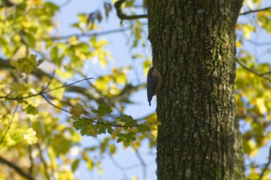 Zürih, İsviçre 'de bir ağaç gövdesinde asılı duran Avrasya tımarhanesi (Sitta europaea)