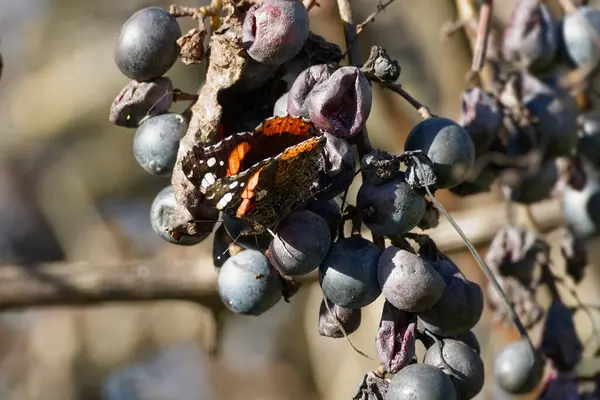 Kızıl Amiral Kelebeği (Vanessa Atalanta) İsviçre 'nin Zürih kentinde üzümlerin üzerine tünemiştir.