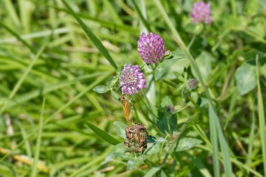 Büyük Skipper kelebeği (Ochlodes sylvanus) İsviçre 'nin Zürih kentinde pembe çiçeğin üzerine tünemiştir.