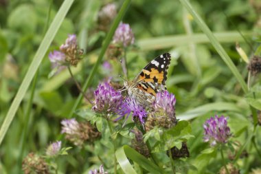 Boyalı Kadın (Vanessa Cardui) İsviçre 'nin Zürih şehrindeki pembe çiçeğe tünemiş kelebek