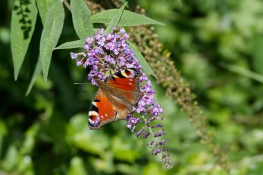 Avrupa tavus kuşu kelebeği (Aglais io) İsviçre 'nin Zürih kentinde yaz leylağına tünemiştir.