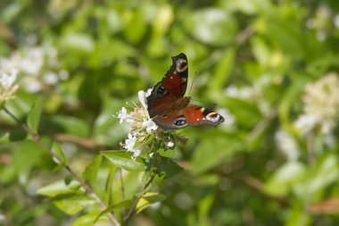 Avrupa tavus kuşu kelebeği (Aglais io) İsviçre 'nin Zürih kentinde beyaz bir çiçeğin üzerinde oturuyor
