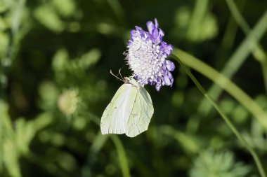 Common brimstone butterfly (Gonepteryx rhamni) sitting on a small scabious in Zurich, Switzerland clipart