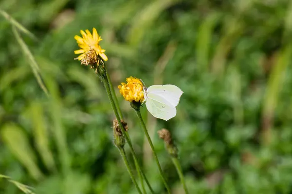 İsviçre 'nin Zürih kentindeki sarı çiçekte oturan yaygın kükürt kelebeği (Gonepteryx rhamni)