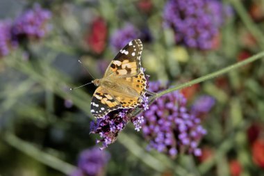 Boyalı Kadın (Vanessa Cardui) İsviçre 'nin Zürih şehrinde mor çiçeğe tünemiş kelebek
