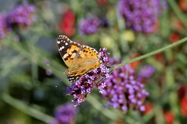 Boyalı Kadın (Vanessa Cardui) İsviçre 'nin Zürih şehrinde mor çiçeğe tünemiş kelebek