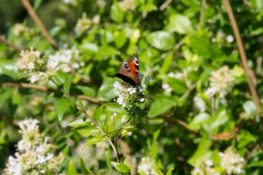 Avrupa tavus kuşu kelebeği (Aglais io) İsviçre 'nin Zürih kentinde beyaz bir çiçeğin üzerinde oturuyor