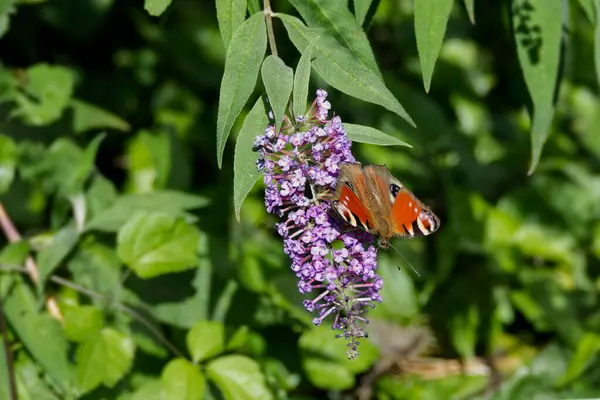 Avrupa tavus kuşu kelebeği (Aglais io) İsviçre 'nin Zürih kentinde yaz leylağına tünemiştir.