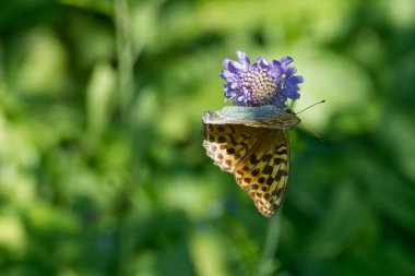 Silver-washed Fritillary butterfly (Argynnis paphia) sitting on a small scabious in Zurich, Switzerland clipart