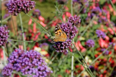 Boyalı Kadın (Vanessa Cardui) İsviçre 'nin Zürih şehrinde mor çiçeğe tünemiş kelebek