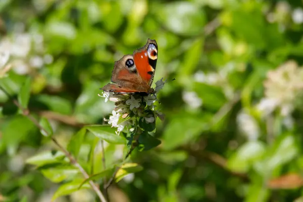Avrupa tavus kuşu kelebeği (Aglais io) İsviçre 'nin Zürih kentinde beyaz bir çiçeğin üzerinde oturuyor