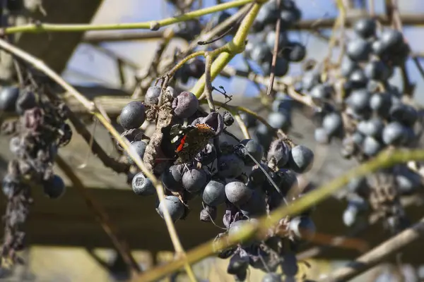 Kızıl Amiral Kelebeği (Vanessa Atalanta) İsviçre 'nin Zürih kentinde üzümlerin üzerine tünemiştir.