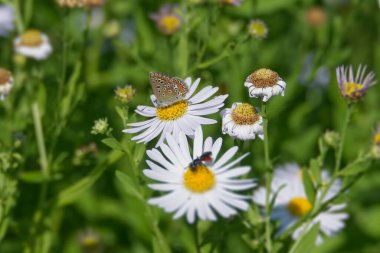 İsviçre, Zürih 'te beyaz bir papatyanın üzerinde oturan Mavi (Polyommatus icarus) kelebeği