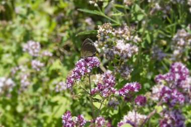 Ringlet (Aphantopus hyperantus) İsviçre, Zürih 'te pembe bir çiçeğin üzerinde oturan kelebek.