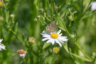 İsviçre, Zürih 'te beyaz bir papatyanın üzerinde oturan Mavi (Polyommatus icarus) kelebeği