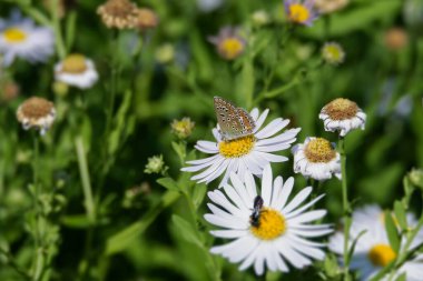 İsviçre, Zürih 'te beyaz bir papatyanın üzerinde oturan Mavi (Polyommatus icarus) kelebeği