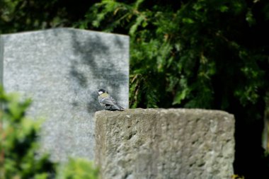 Great tit (Parus major) sitting on a stone in Zurich, Switzerland