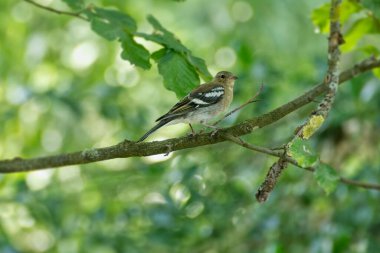 İsviçre 'nin Zürih kentindeki bir ağaçta oturan dişi papatya (Fringilla coelebs)