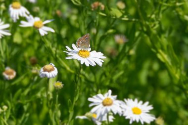 İsviçre, Zürih 'te beyaz bir papatyanın üzerinde oturan Mavi (Polyommatus icarus) kelebeği