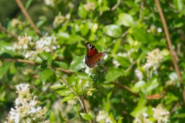 Avrupa tavus kuşu kelebeği (Aglais io) İsviçre 'nin Zürih kentinde beyaz bir çiçeğin üzerinde oturuyor