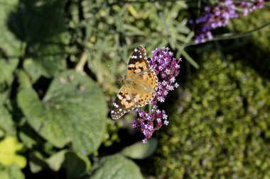 Boyalı Kadın (Vanessa Cardui) İsviçre 'nin Zürih şehrinde mor çiçeğe tünemiş kelebek