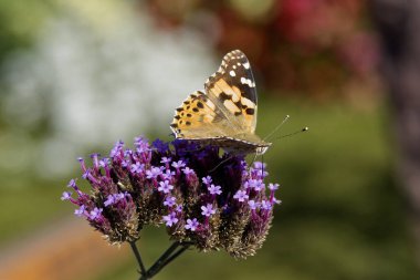 Boyalı Kadın (Vanessa Cardui) İsviçre 'nin Zürih şehrinde mor çiçeğe tünemiş kelebek