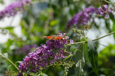Avrupa tavus kuşu kelebeği (Aglais io) İsviçre 'nin Zürih kentinde yaz leylağına tünemiştir.