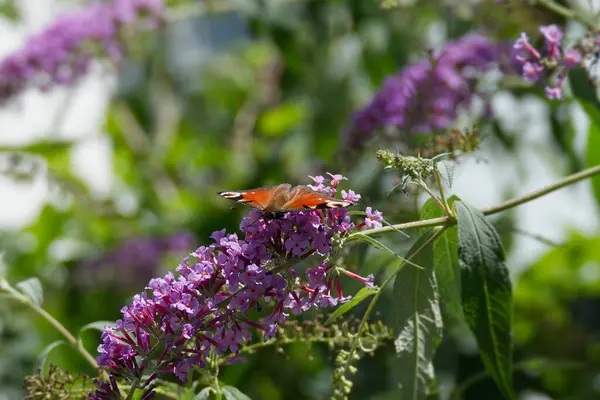Avrupa tavus kuşu kelebeği (Aglais io) İsviçre 'nin Zürih kentinde yaz leylağına tünemiştir.