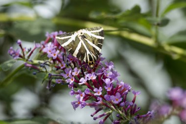 Jersey Tiger Moth (Euplagia quadripunctaria) perched on summer lilac in Zurich, Switzerland clipart