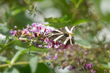 Jersey Tiger Moth (Euplagia quadripunctaria) perched on summer lilac in Zurich, Switzerland clipart