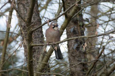 Avrasyalı Jay (Garrulus glandarius) İsviçre 'nin Zürih kentindeki bir ağaç dalına tünedi.
