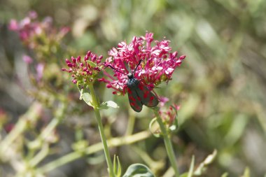 Six-spot Burnet (Zygaena filipendulae) moth sitting on pink flower in Zurich, Switzerland clipart