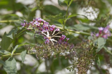 Jersey Tiger Moth (Euplagia quadripunctaria) perched on summer lilac in Zurich, Switzerland clipart