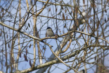 Marsh tit (Poecile palustris) sitting in a tree in Zurich, Switzerland