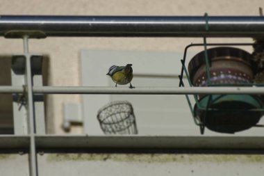 Eurasian blue tit (Cyanistes caeruleus) sitting on the metal railing of a balcony in Zurich, Switzerland
