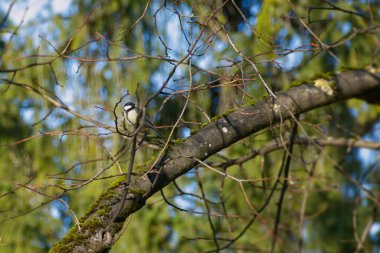 Great tit (Parus major) sitting in a tree in Zurich, Switzerland