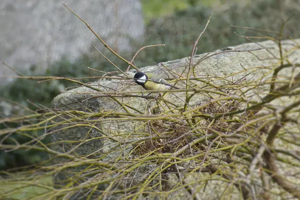 Great tit (Parus major) sitting in a tree in Zurich, Switzerland