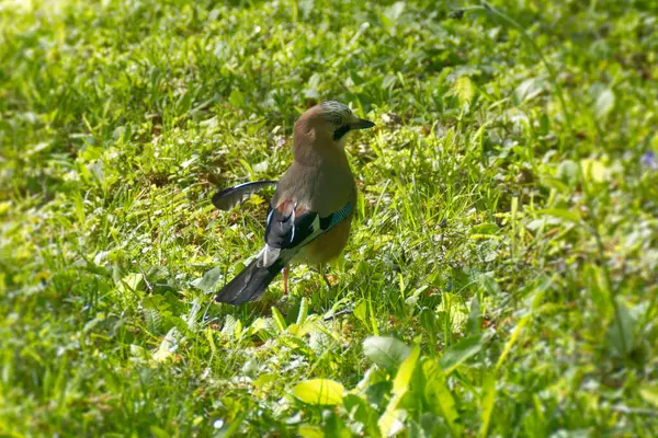 Avrasyalı Jay (Garrulus glandarius) İsviçre 'nin Zürih kentinde yerde oturuyor.
